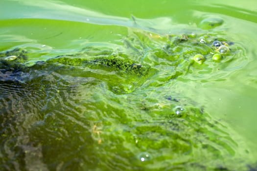 Algae polluted water