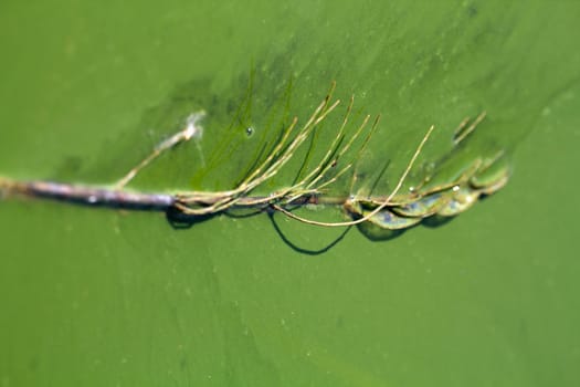 Algae polluted water