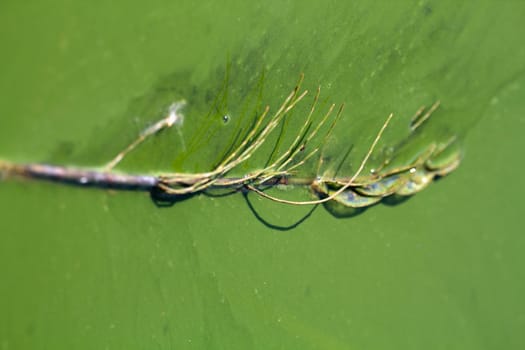 Algae polluted water