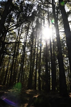 Very High Pine Wood Forest on a Sunny Day