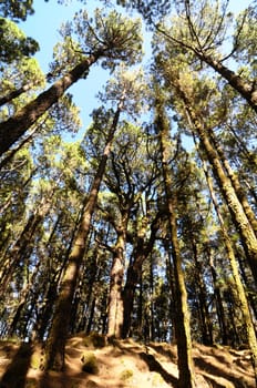Very High Pine Wood Forest on a Sunny Day