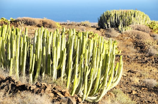 Green Big Cactus in the Desert on a Sunny Day