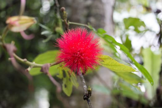 bright red fury flower on tree