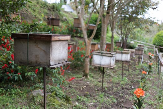 bee hive in side box of bee in farm