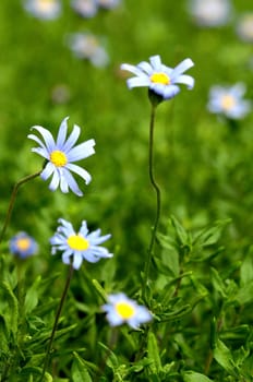 Some Very Colored Flowers on a Green Garden