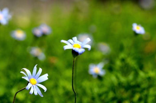 Some Very Colored Flowers on a Green Garden