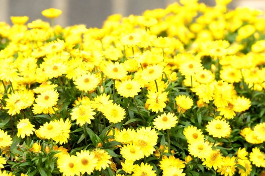 Some Very Colored Flowers on a Green Garden