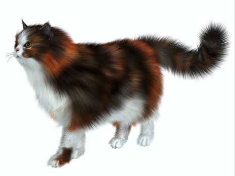 The Calico domestic cat has a coat color of predominantly white with variation of two other colors.