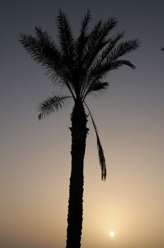 Silhouetted Palm Near The Atlantic Ocean At Sunset In Canary Islands