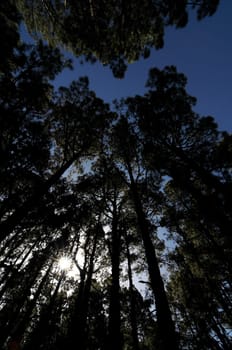 Very High Pine Wood Forest on a Sunny Day