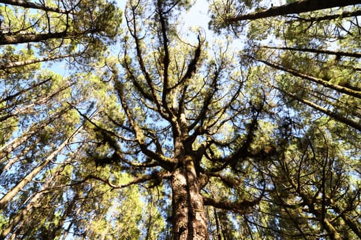 Very High Pine Wood Forest on a Sunny Day