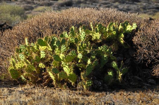 Green Big Cactus in the Desert on a Sunny Day