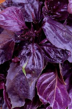 Perfect Fresh Purple Basil Leaves closeup as Background