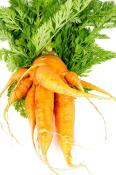 Big Raw Fresh Carrot with Leafy Tops isolated on white background
