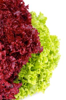 Fresh Green and Lollo Rosso Lettuce isolated on white background