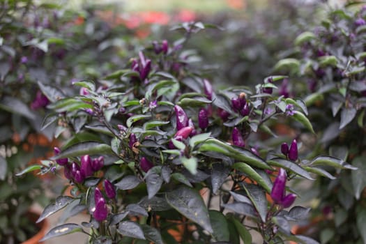 Purple Chili on plant - Bolivian Rainbow Chili