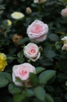 pink rose flower blossom on plant