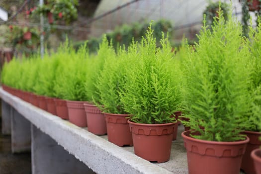 bright green plant in pot