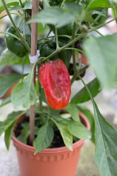 bell pepper, sweet pepper capsicum on plant