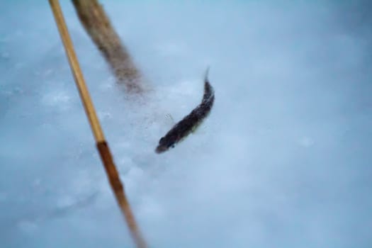 fish frozen in ice at hard frosts