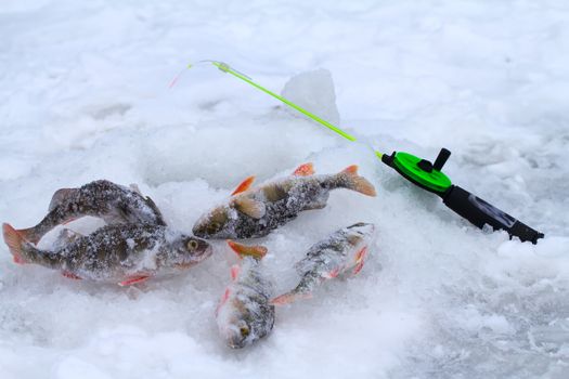 catching of a perch on lakes in the middle of the winter