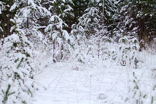 the winter forest it is dazzling a white glade