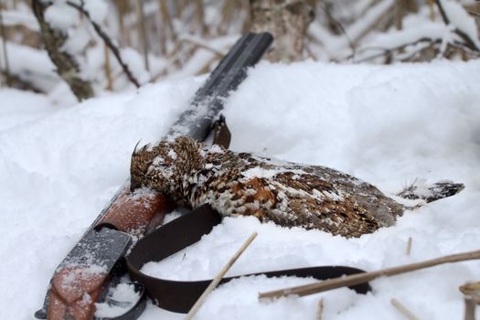 winter hunting for a hazel grouse. the trophy is taken