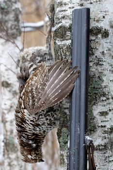 winter hunting for a hazel grouse. the trophy is taken