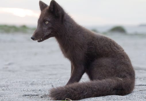 blue polar fox in sand Commander Islands