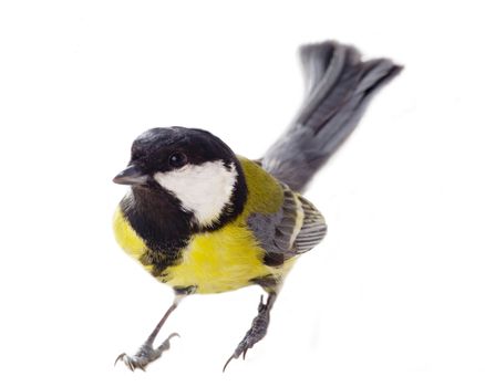 Great tit isolated on white; middle of the winter