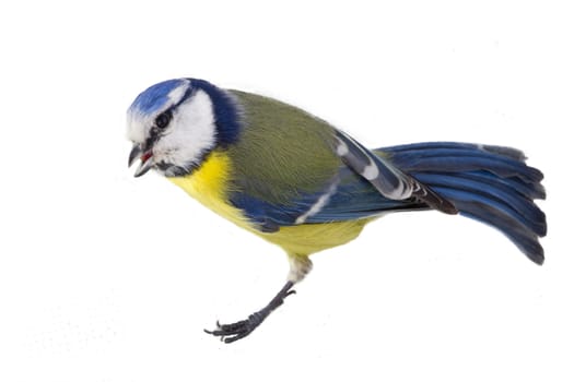 blue tit isolated on white; during winter period.