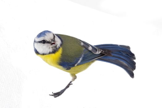 blue tit isolated on white; during winter period.