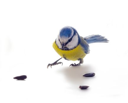 blue tit isolated on white; during winter period.