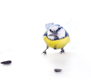 blue tit isolated on white; during winter period.