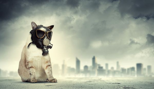 Image of cat in gas mask. Ecology concept