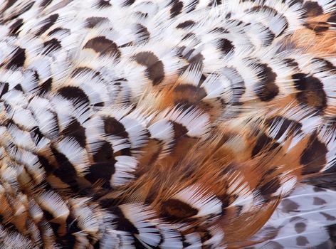 plumage of a hazel grouse close up, forest pattern