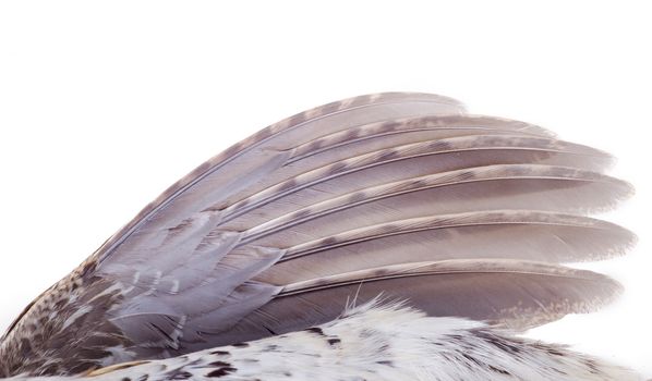 plumage of a hazel grouse close up, forest pattern