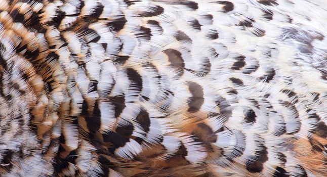 plumage of a hazel grouse close up, forest pattern