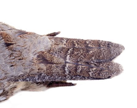 plumage of a hazel grouse close up, forest pattern