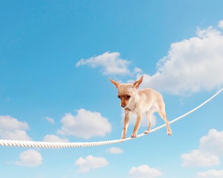 Image of little dog balancing on rope