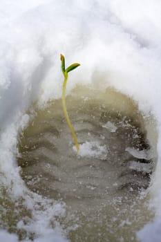 the beginning of spring accelerated by mankind