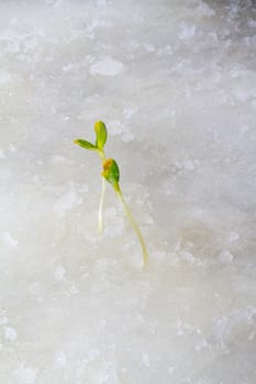 the first plants by the beginning of spring