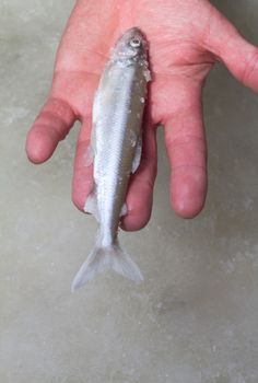 smelt  from a winter catch of ice fishing