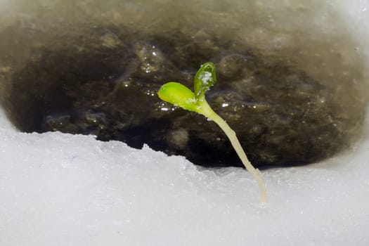 the first plants by the beginning of spring