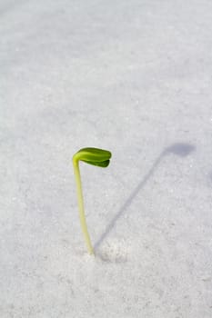 the first plants warmed by the spring sun