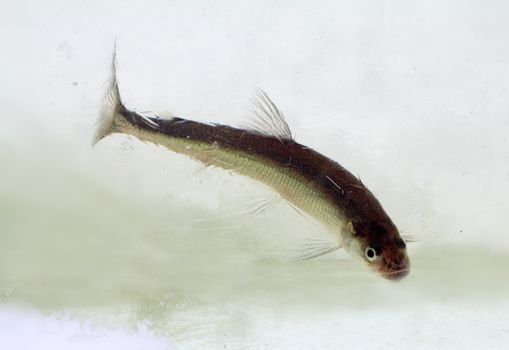 winter underwater shootings of the Baltic smelt (Osmerus eperlanus)