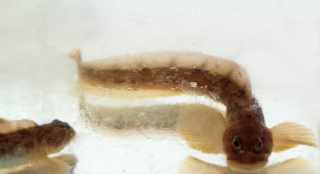 winter underwater shootings of the Baltic mother-of-eels (Zoarces viviparus)