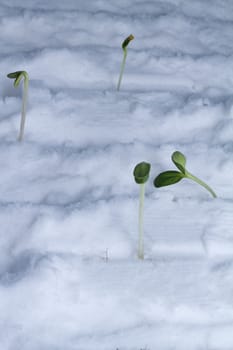 the first plants warmed by the spring sun