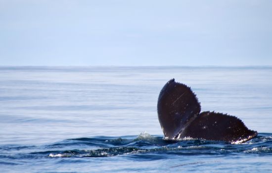 humpback whale (lat. Megaptera novaeangliae) Commander Islands. Russia