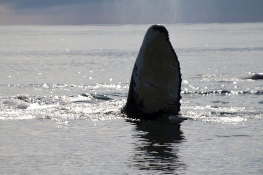 humpback whale (lat. Megaptera novaeangliae) Commander Islands. Russia